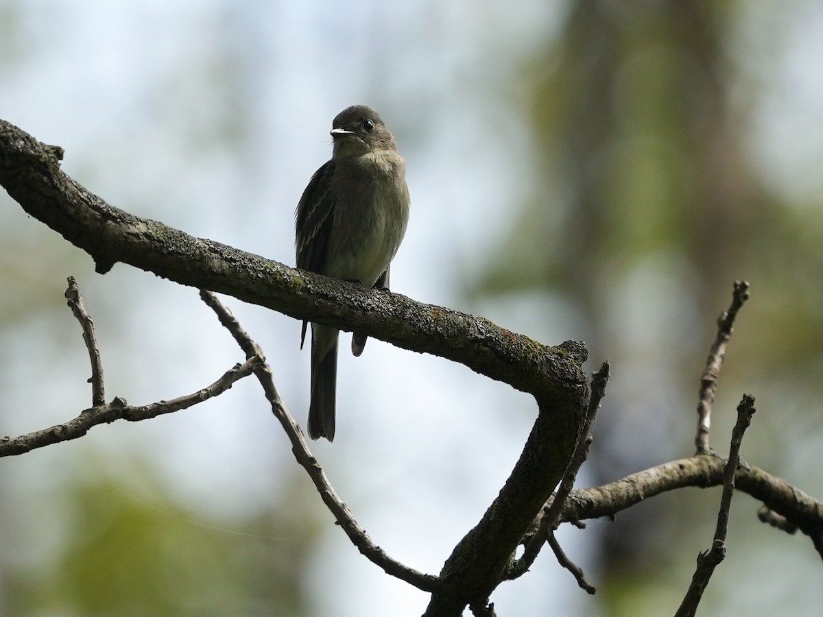 Eastern Wood-Pewee - ML623931753