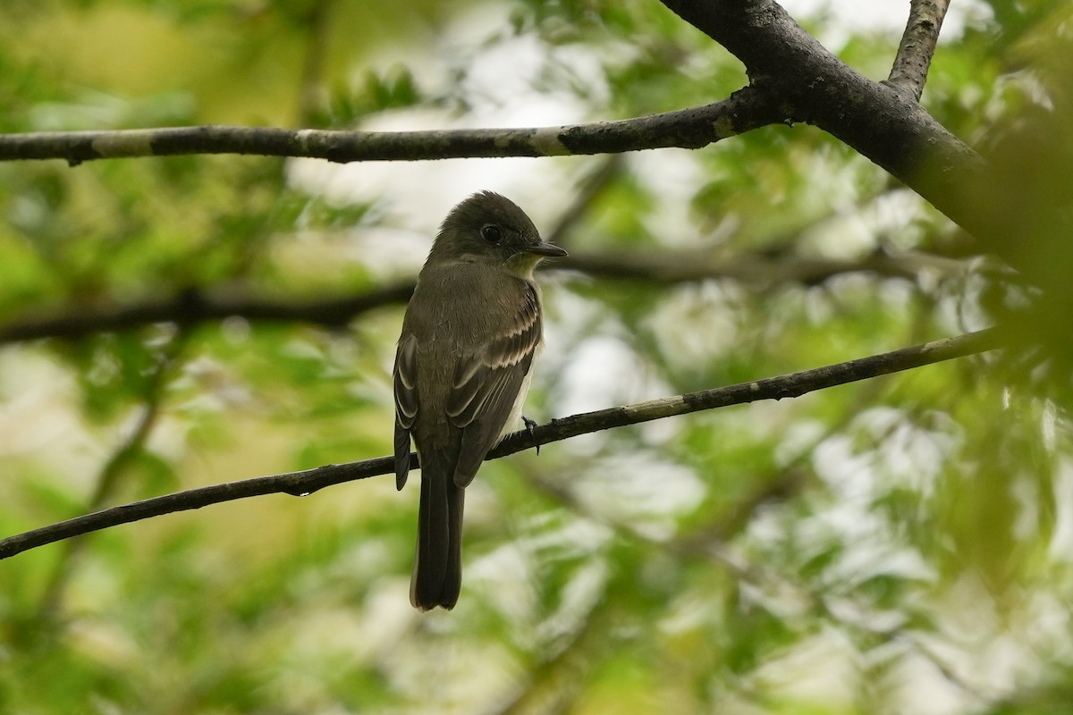 Eastern Wood-Pewee - ML623931754