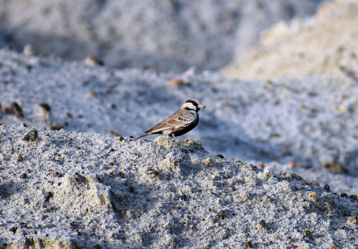 Terrera Coronigrís - ML623931768