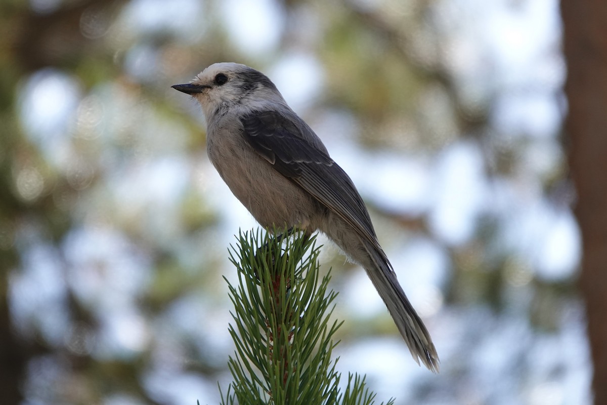 Canada Jay - ML623931771