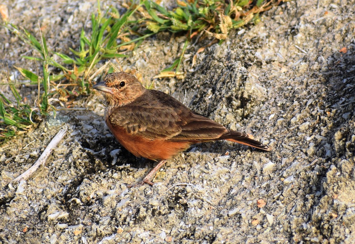 Rufous-tailed Lark - ML623931784