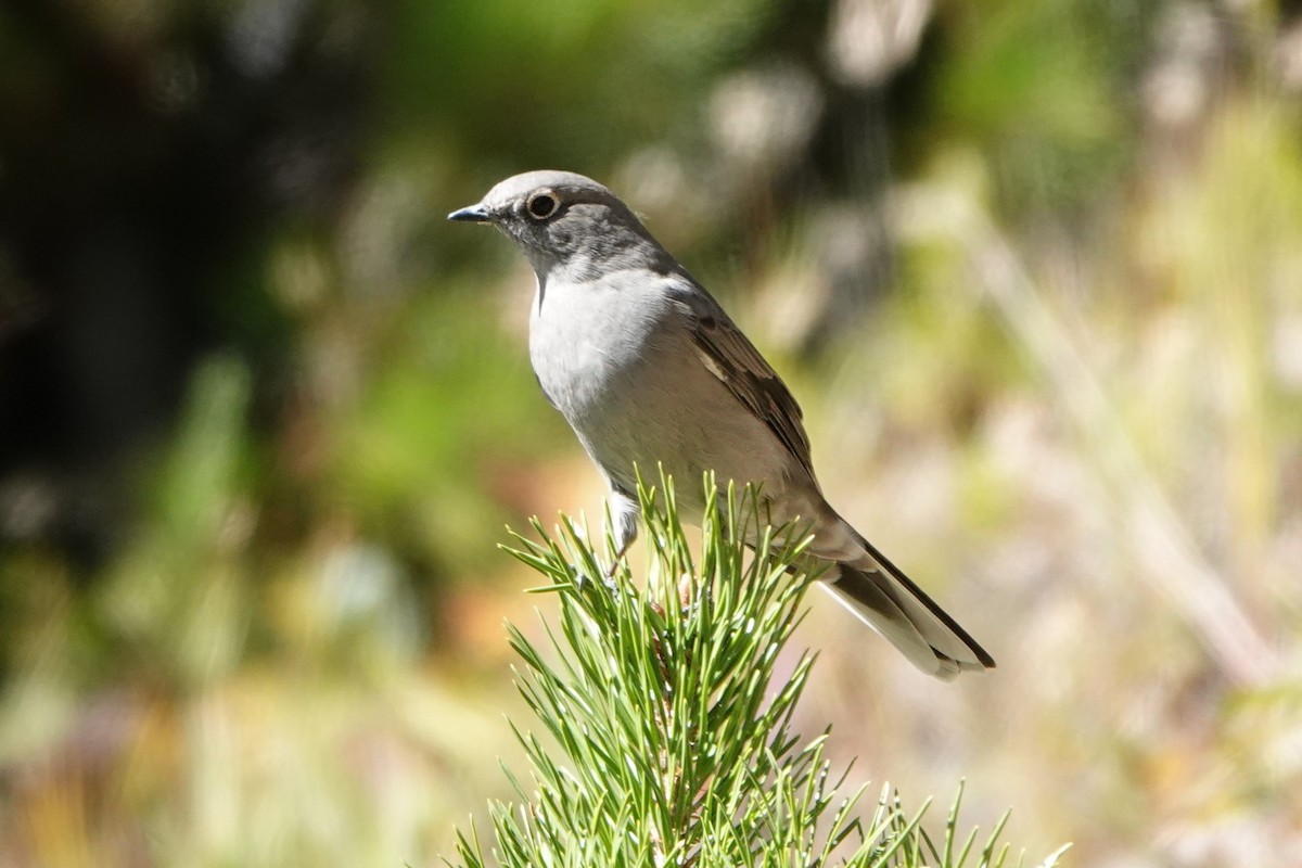 Townsend's Solitaire - ML623931787