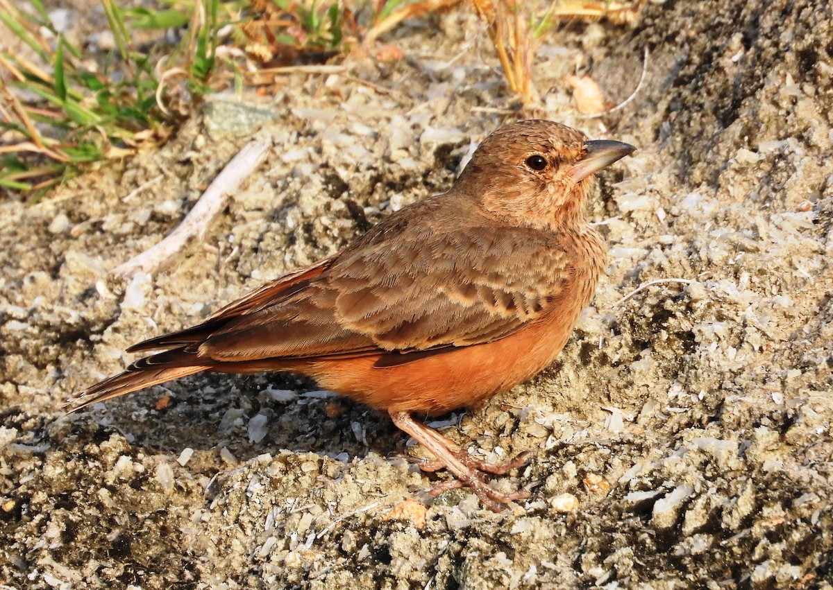 Rufous-tailed Lark - ML623931788