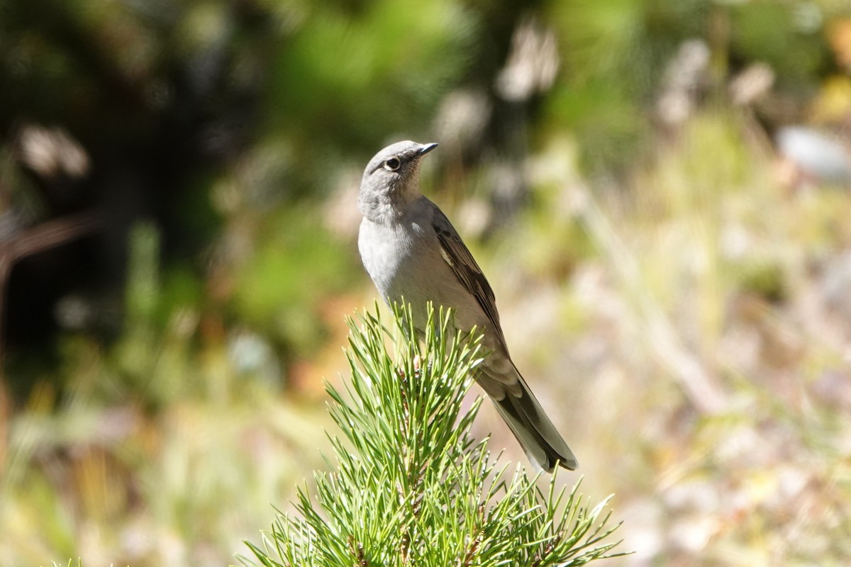 Townsend's Solitaire - ML623931789