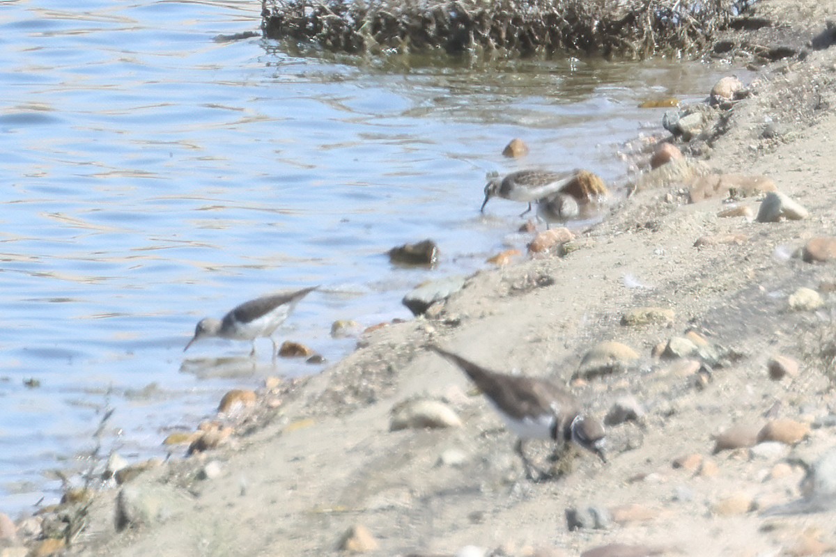 Pectoral Sandpiper - ML623931805