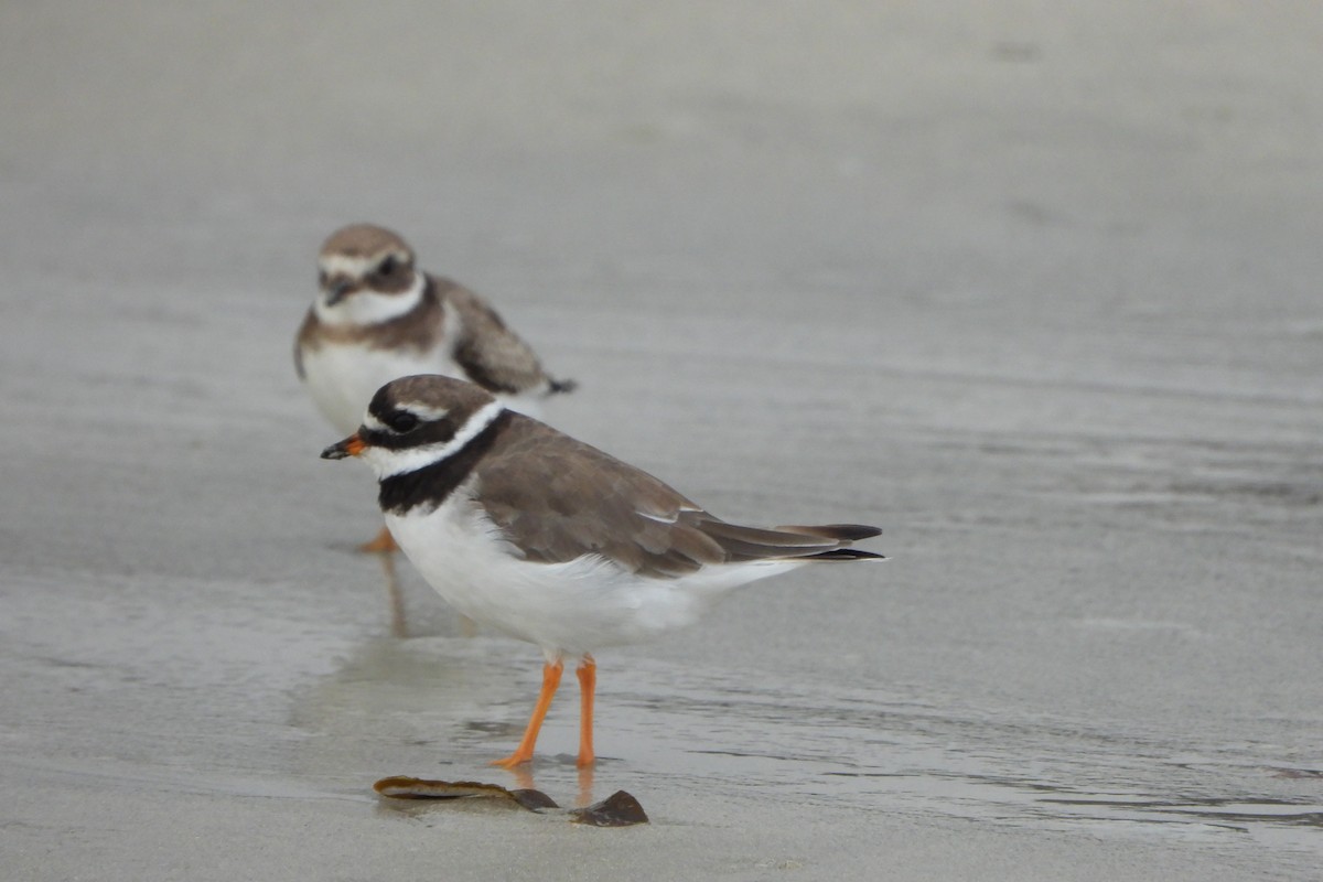 Common Ringed Plover - ML623931807