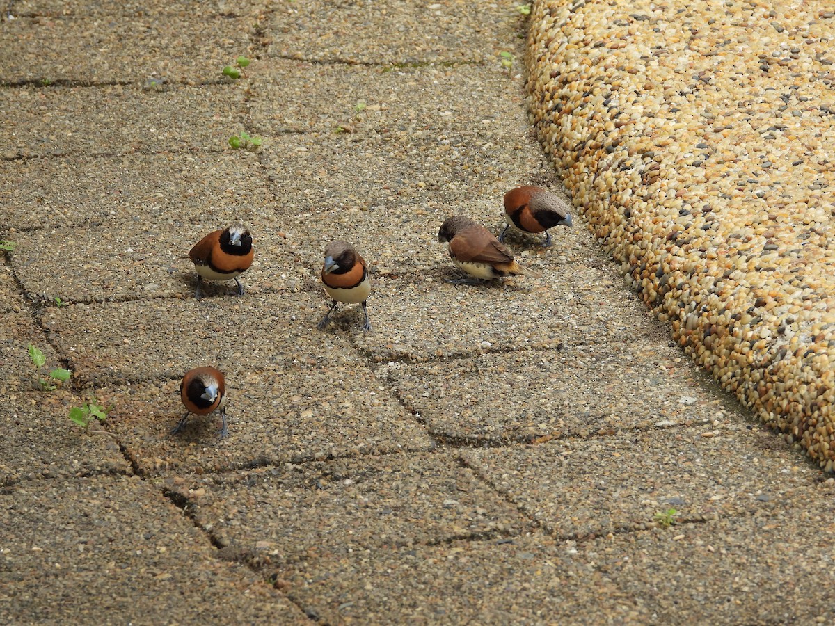 Chestnut-breasted Munia - ML623931811