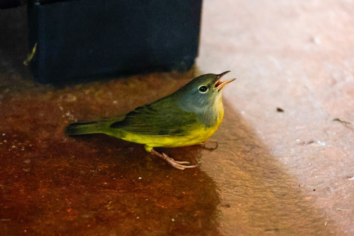 Mourning Warbler - ML623931844