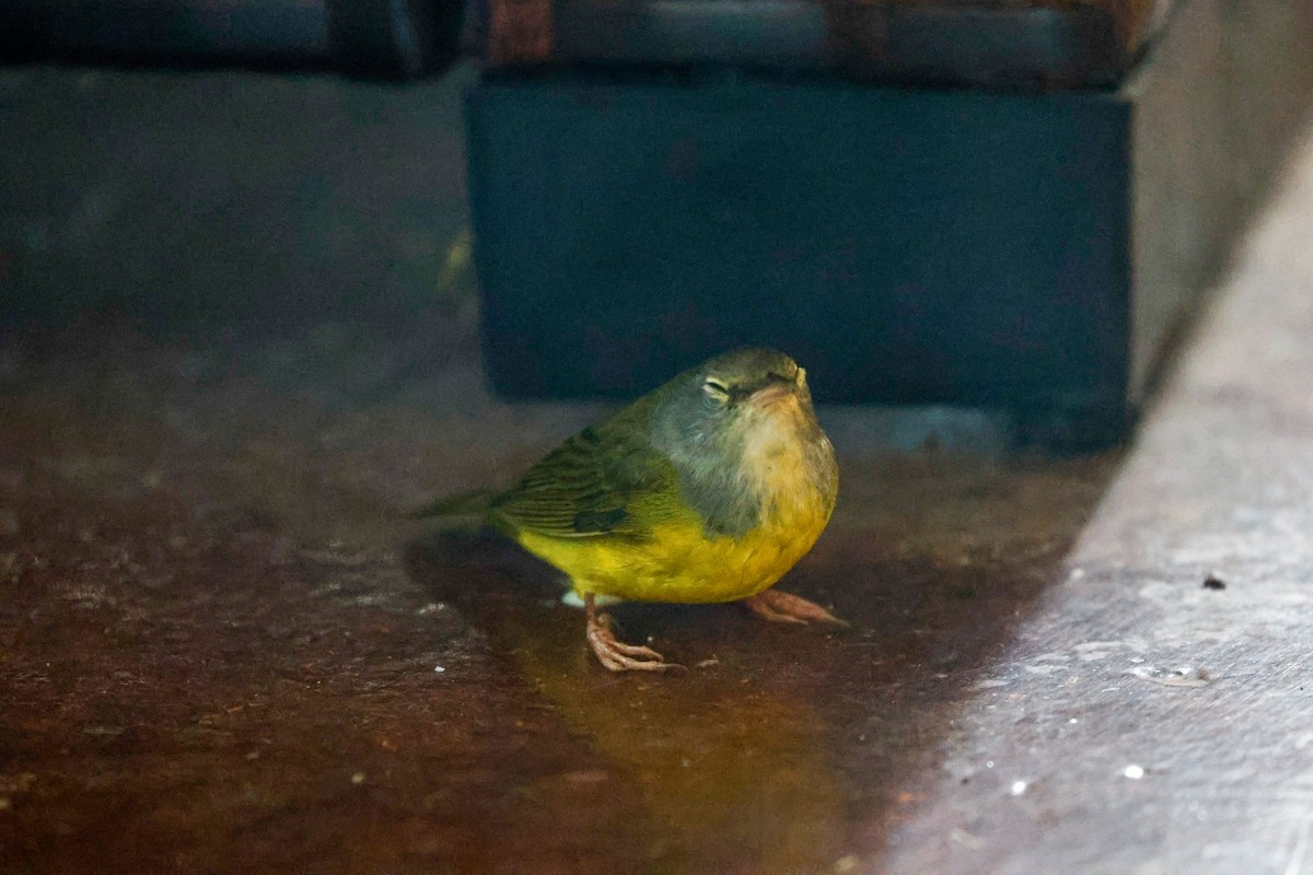 Mourning Warbler - ML623931845