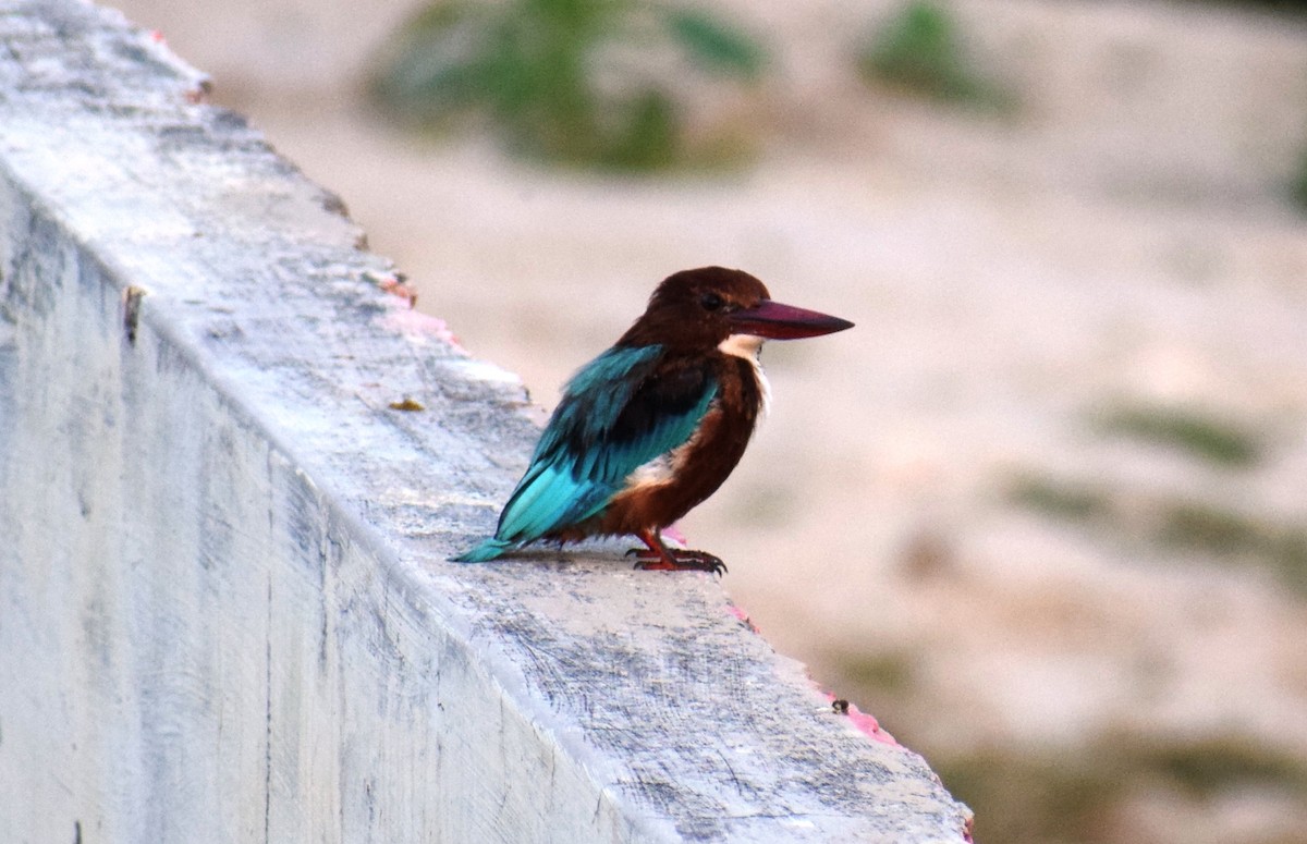 White-throated Kingfisher - Vivek Sharma