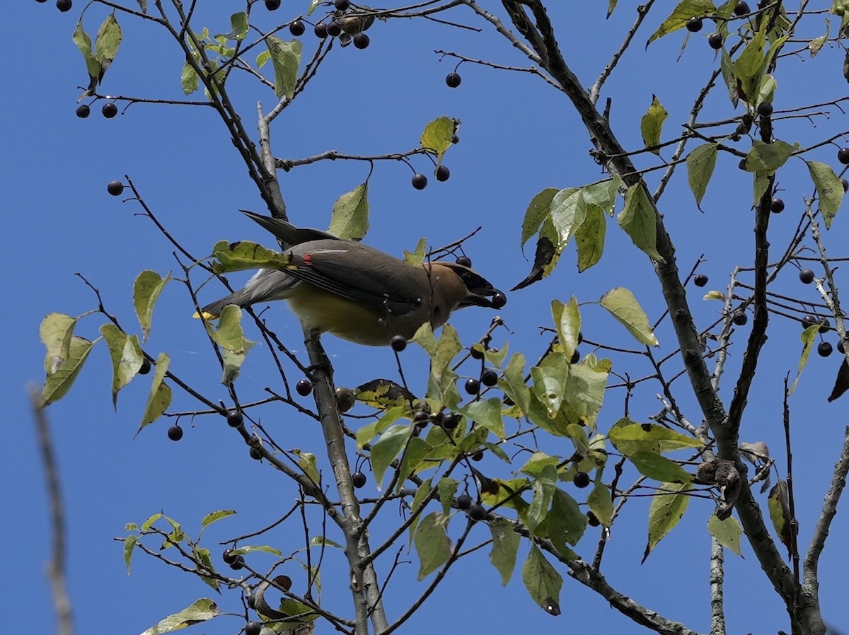 Cedar Waxwing - ML623931891