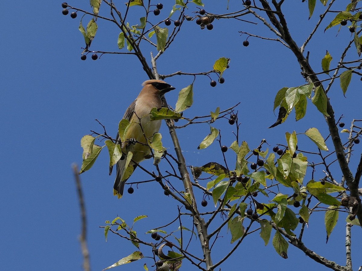Cedar Waxwing - ML623931892