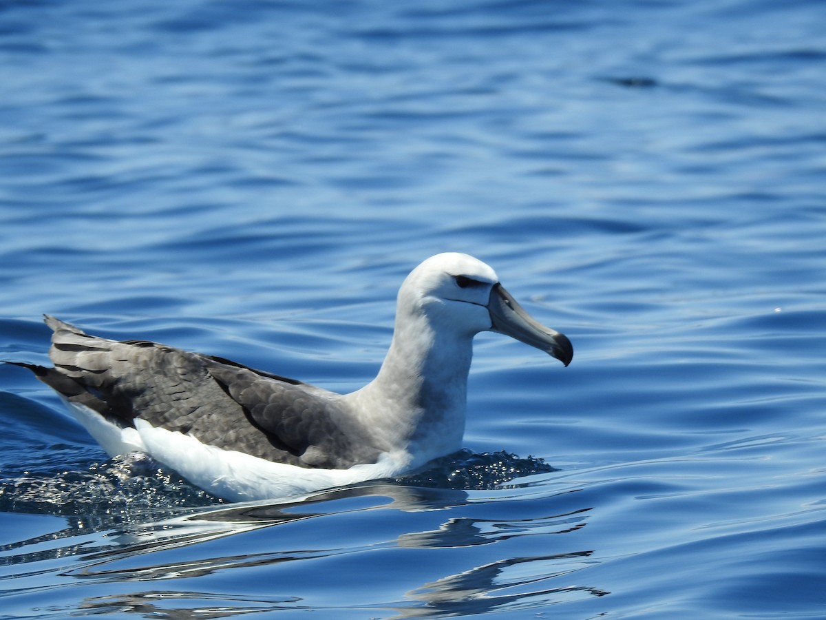 Albatros à cape blanche - ML623931919