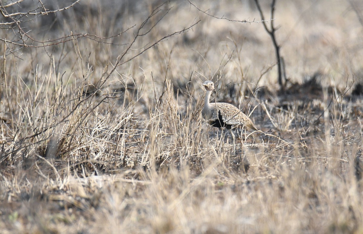 Red-crested Bustard - ML623931931