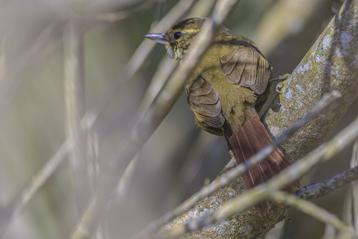 Buff-browed Foliage-gleaner - ML623931934