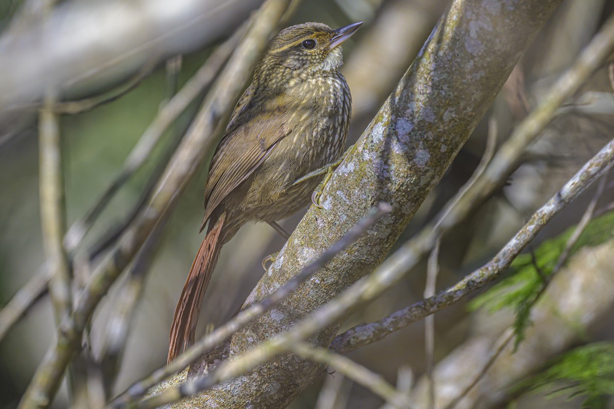 Buff-browed Foliage-gleaner - ML623931937