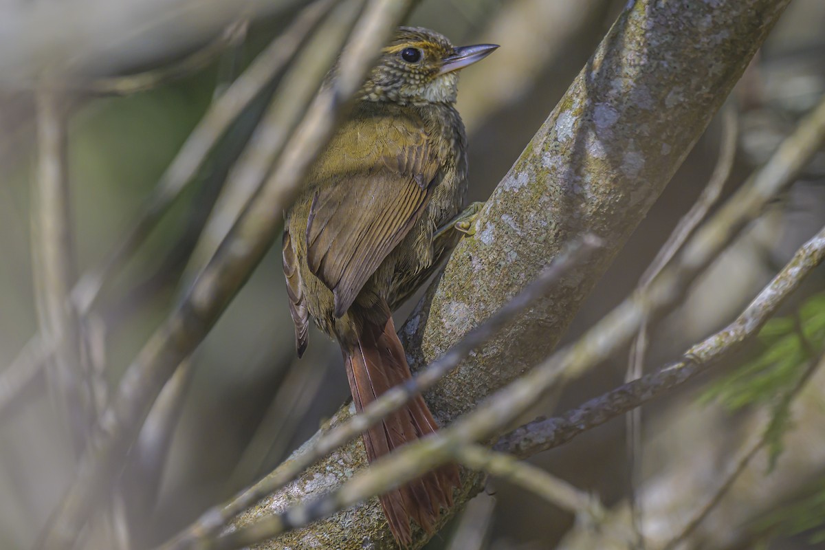 Buff-browed Foliage-gleaner - ML623931938