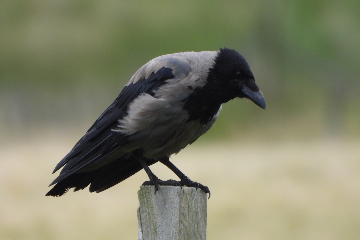 Hooded Crow - ML623931944