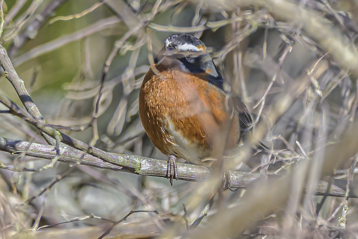 Black-and-rufous Warbling Finch - ML623931950