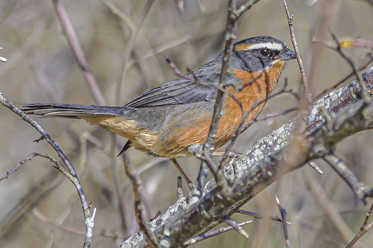 Black-and-rufous Warbling Finch - ML623931951