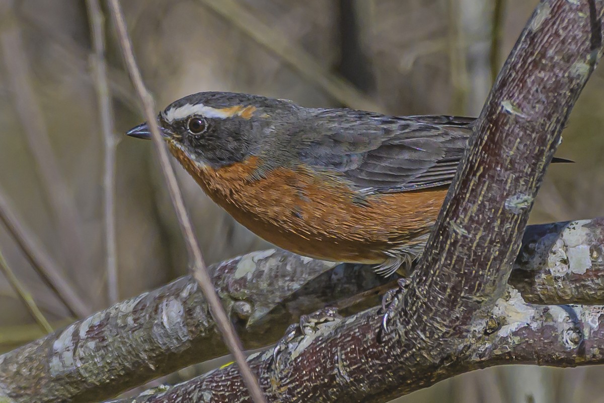 Black-and-rufous Warbling Finch - ML623931952