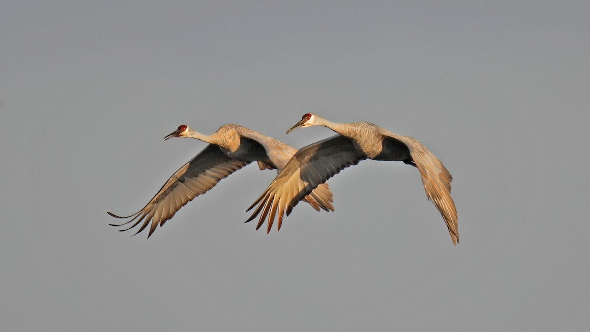 Sandhill Crane - ML623931993