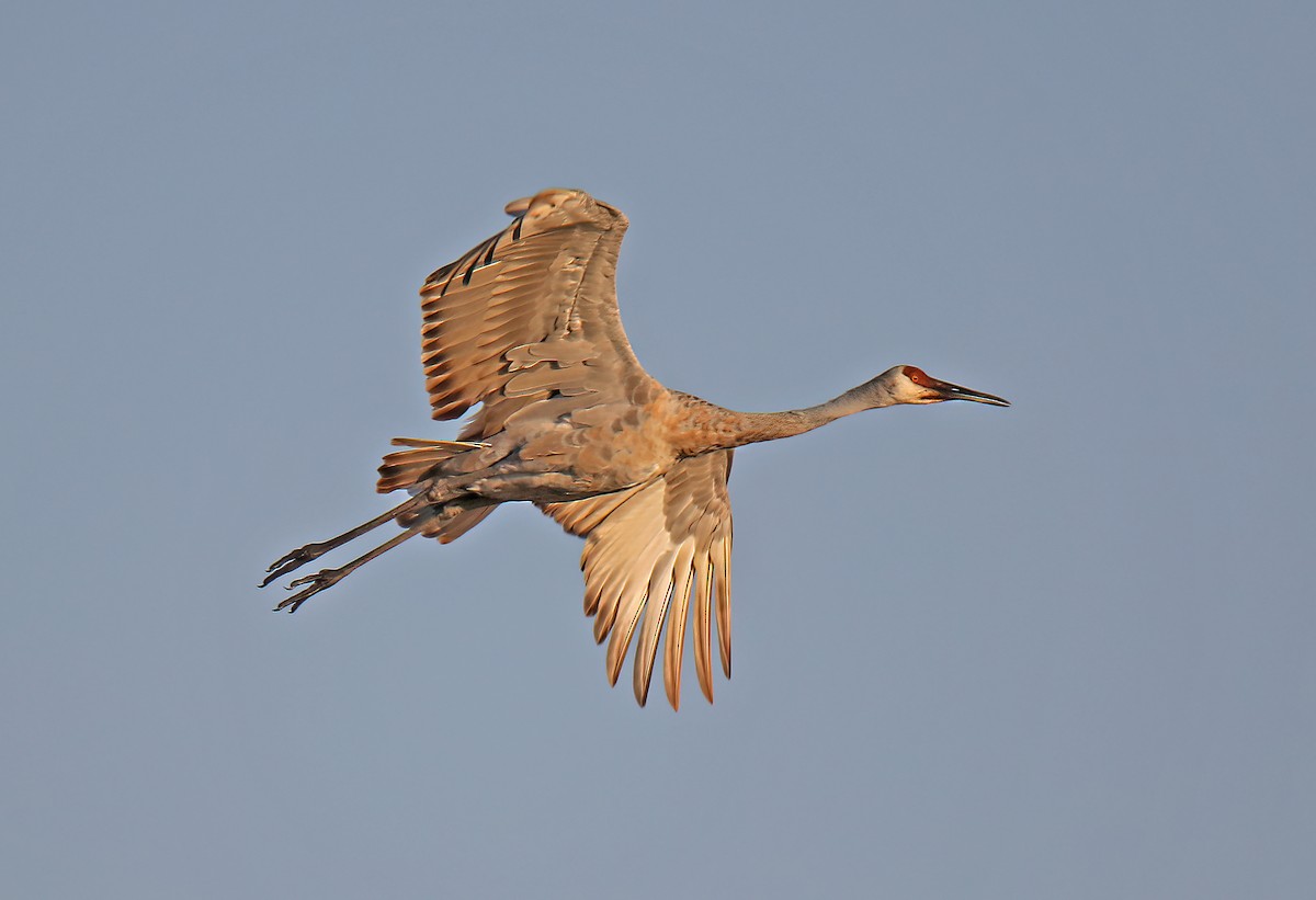 Sandhill Crane - ML623931994