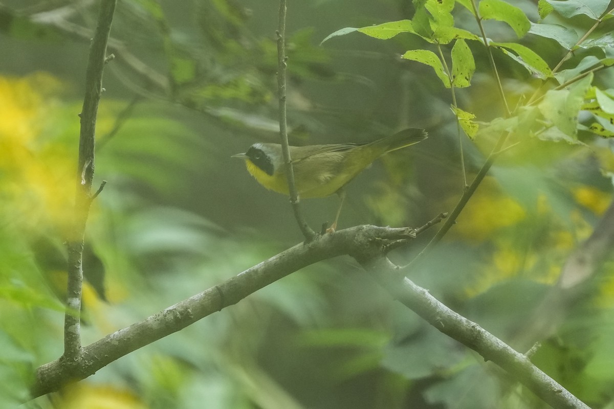 Common Yellowthroat - ML623931995