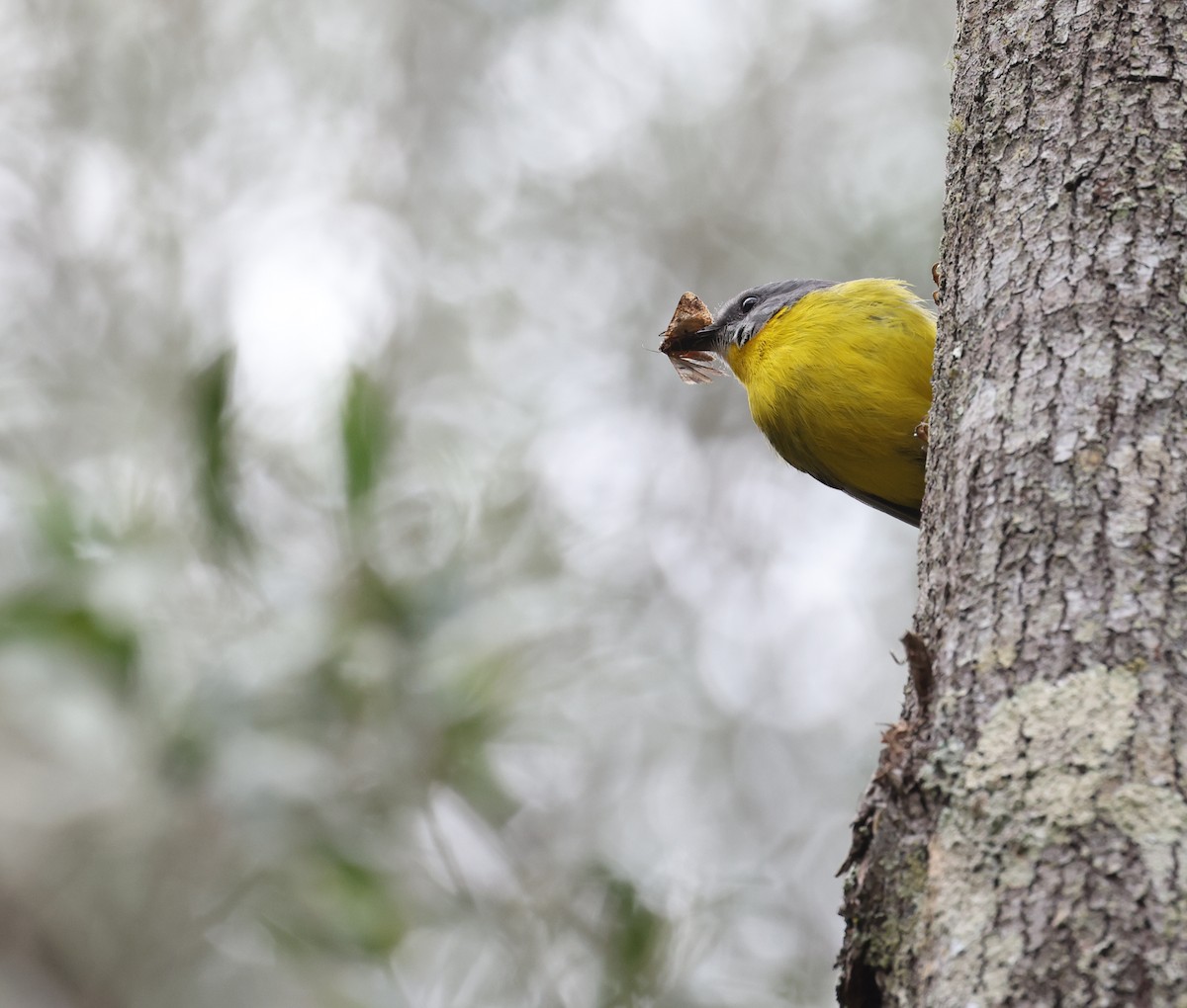 Eastern Yellow Robin - ML623931997