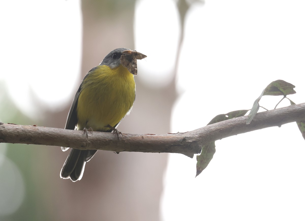 Eastern Yellow Robin - ML623931998