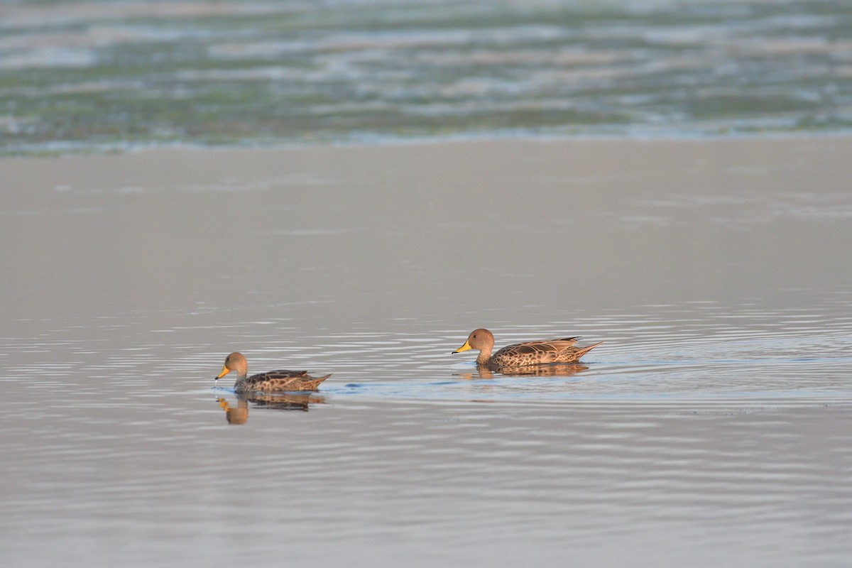 Yellow-billed Pintail - ML623931999