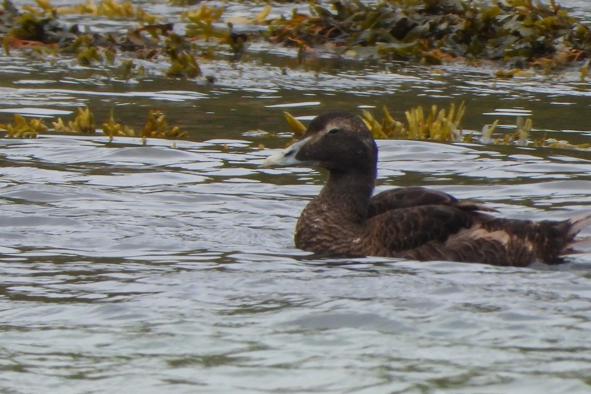 Common Eider - ML623932004