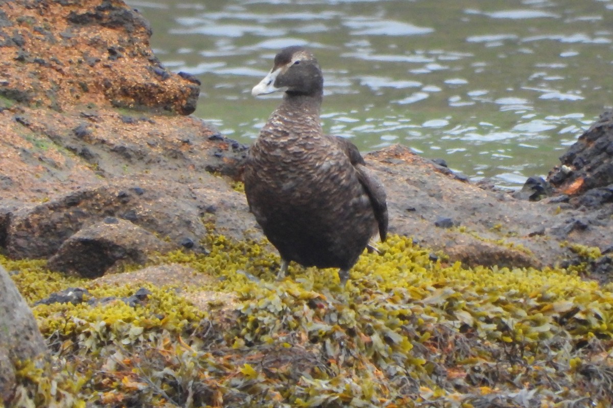 Common Eider - ML623932005