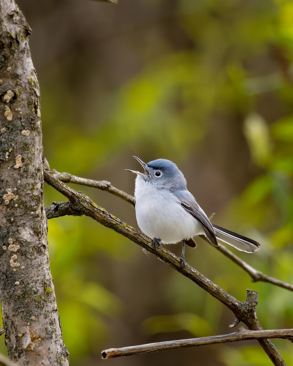 Blue-gray Gnatcatcher - ML623932044