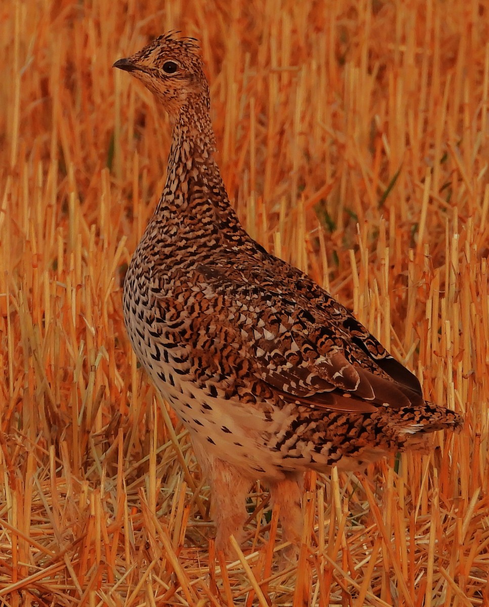 Gallo de las Praderas Rabudo - ML623932060