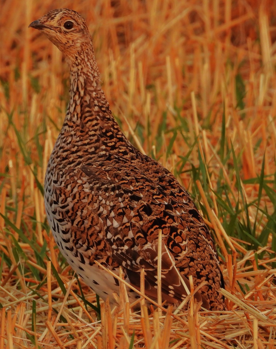 Gallo de las Praderas Rabudo - ML623932061