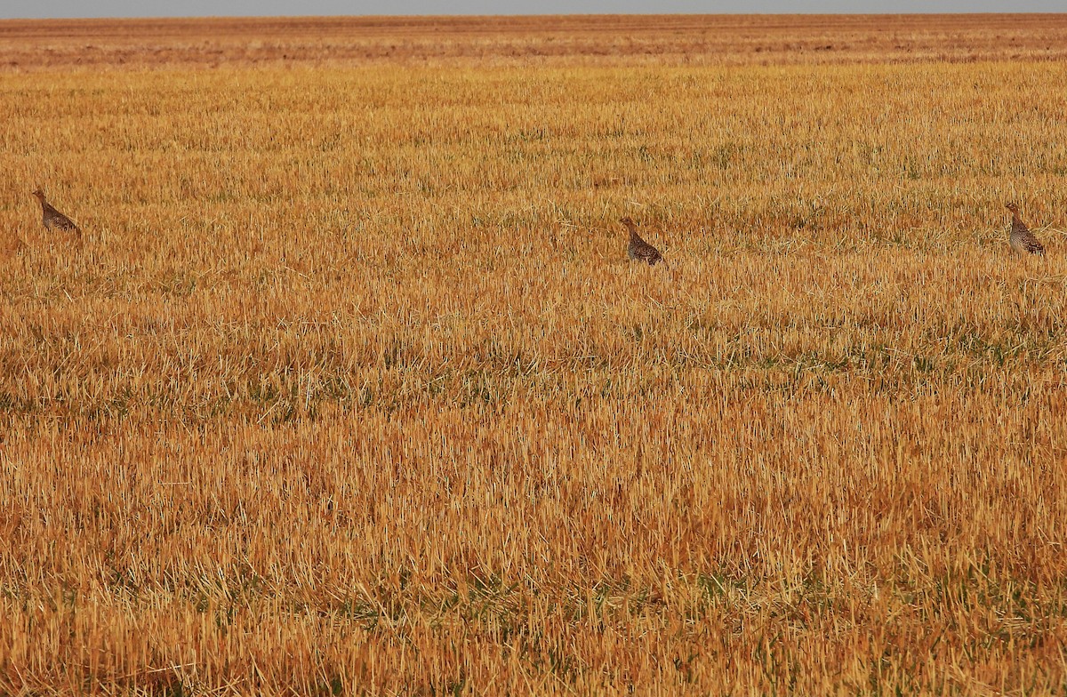 Gallo de las Praderas Rabudo - ML623932064