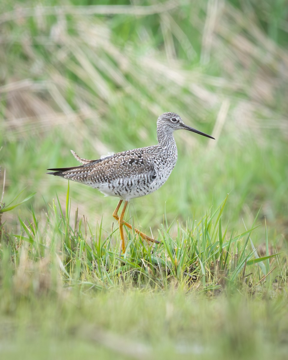 Greater Yellowlegs - ML623932097