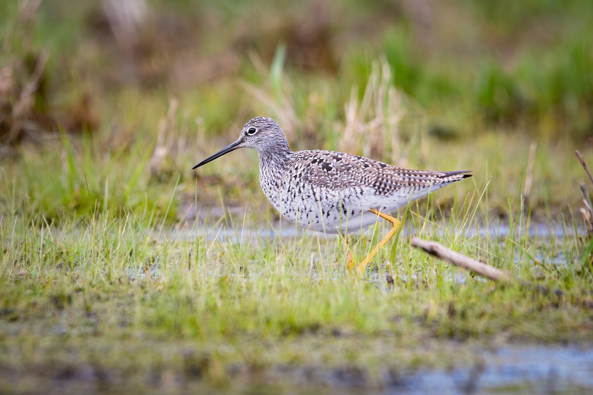 Greater Yellowlegs - ML623932098