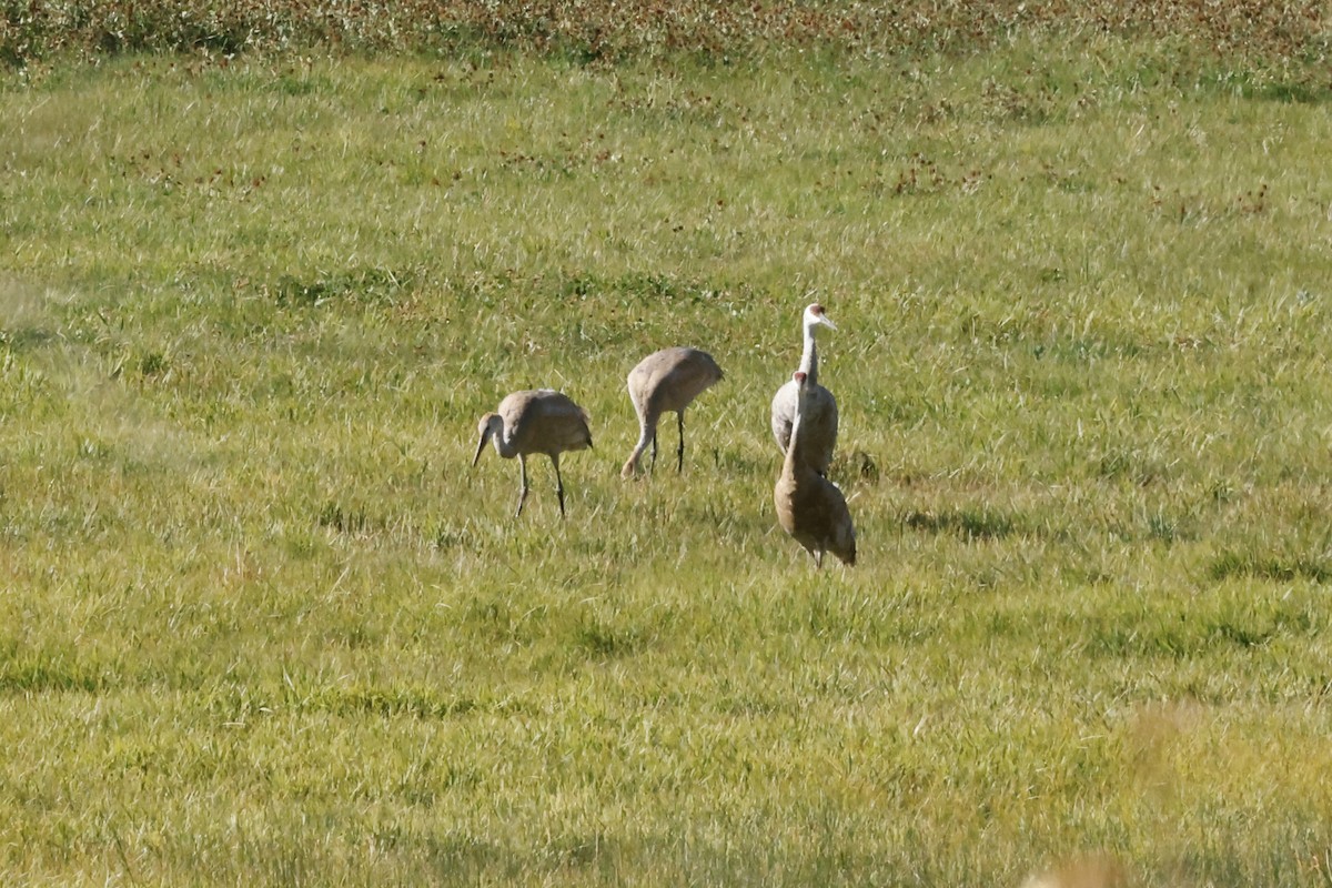 Sandhill Crane - Scott Fischer