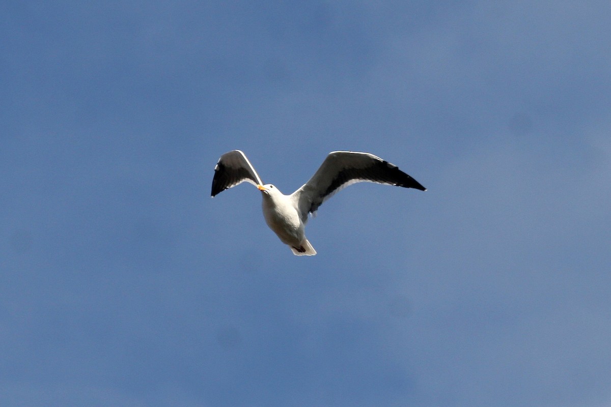 Western Gull - ML623932129