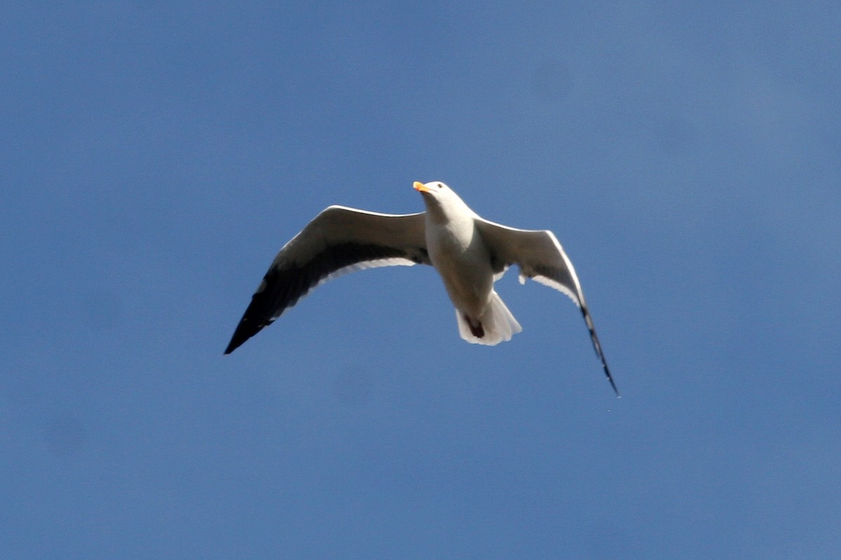 Western Gull - ML623932130