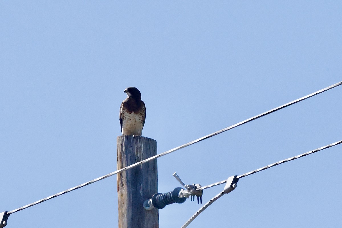 Swainson's Hawk - ML623932132