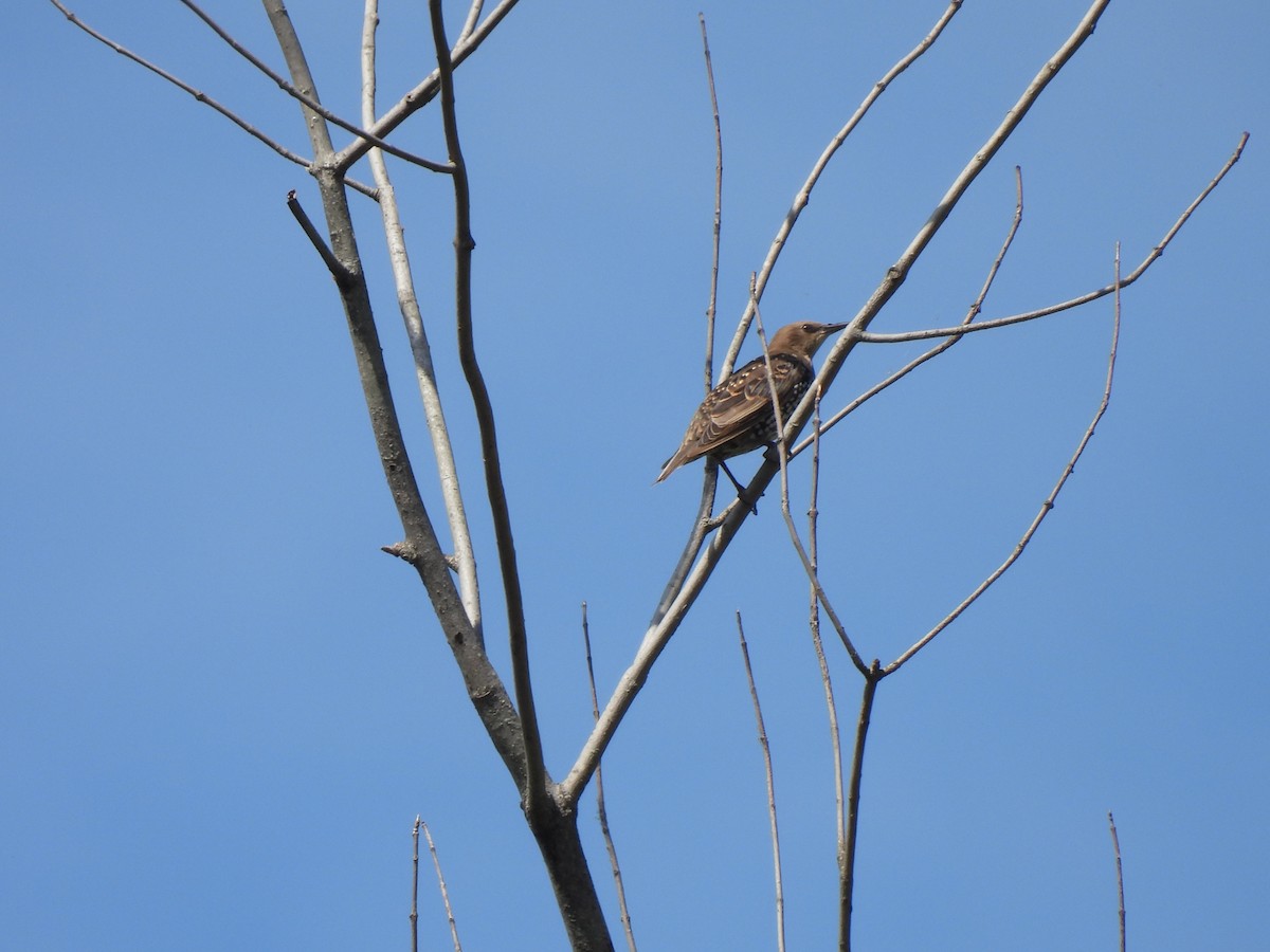 European Starling - Beth Whittam