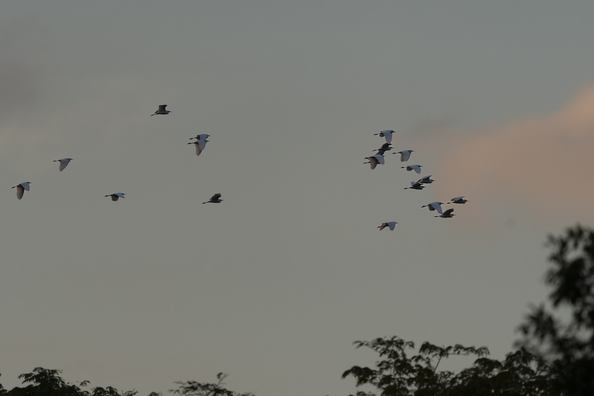 Western Cattle-Egret - ML623932154