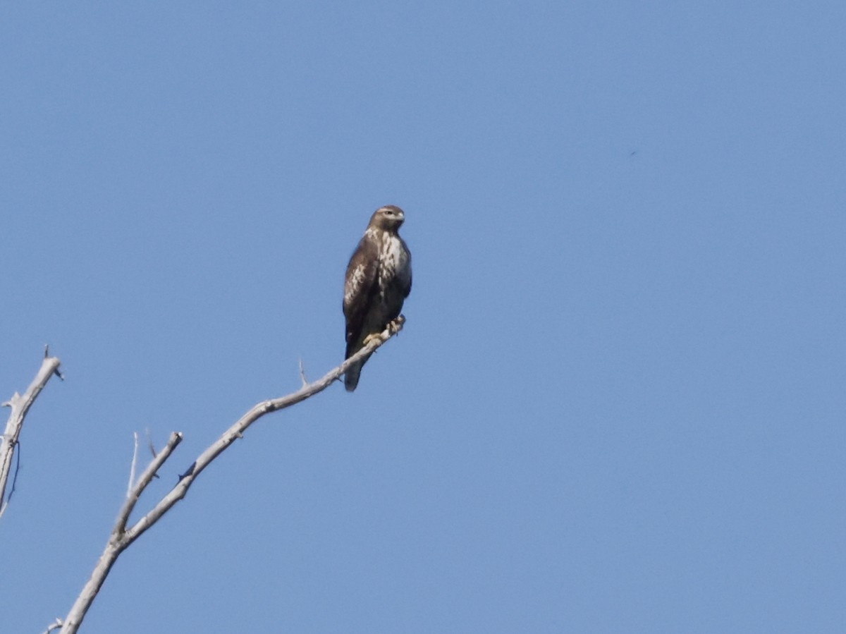 Red-tailed Hawk - ML623932155