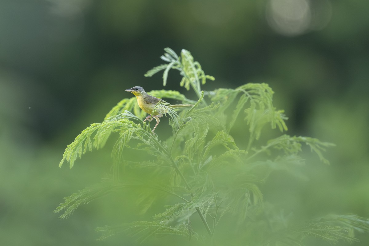 Gray-crowned Yellowthroat - ML623932201