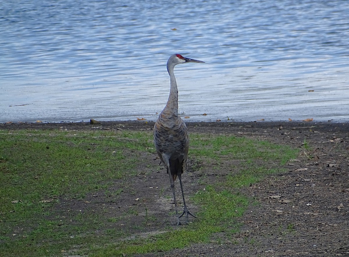 Sandhill Crane - ML623932213