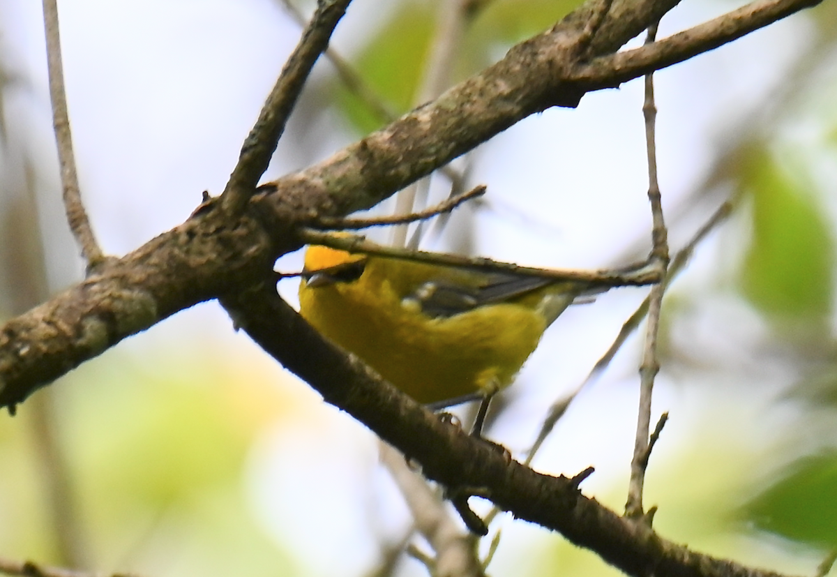 Blue-winged Warbler - Heather Buttonow