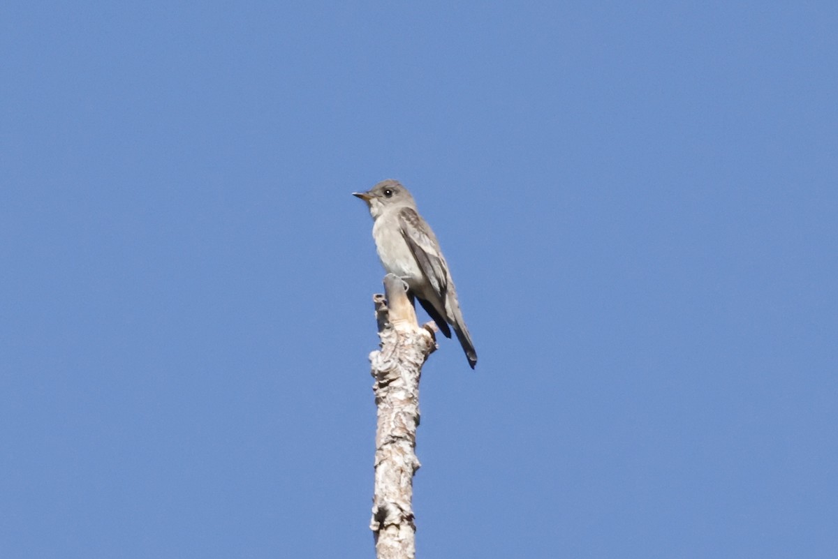 Western Wood-Pewee - ML623932236